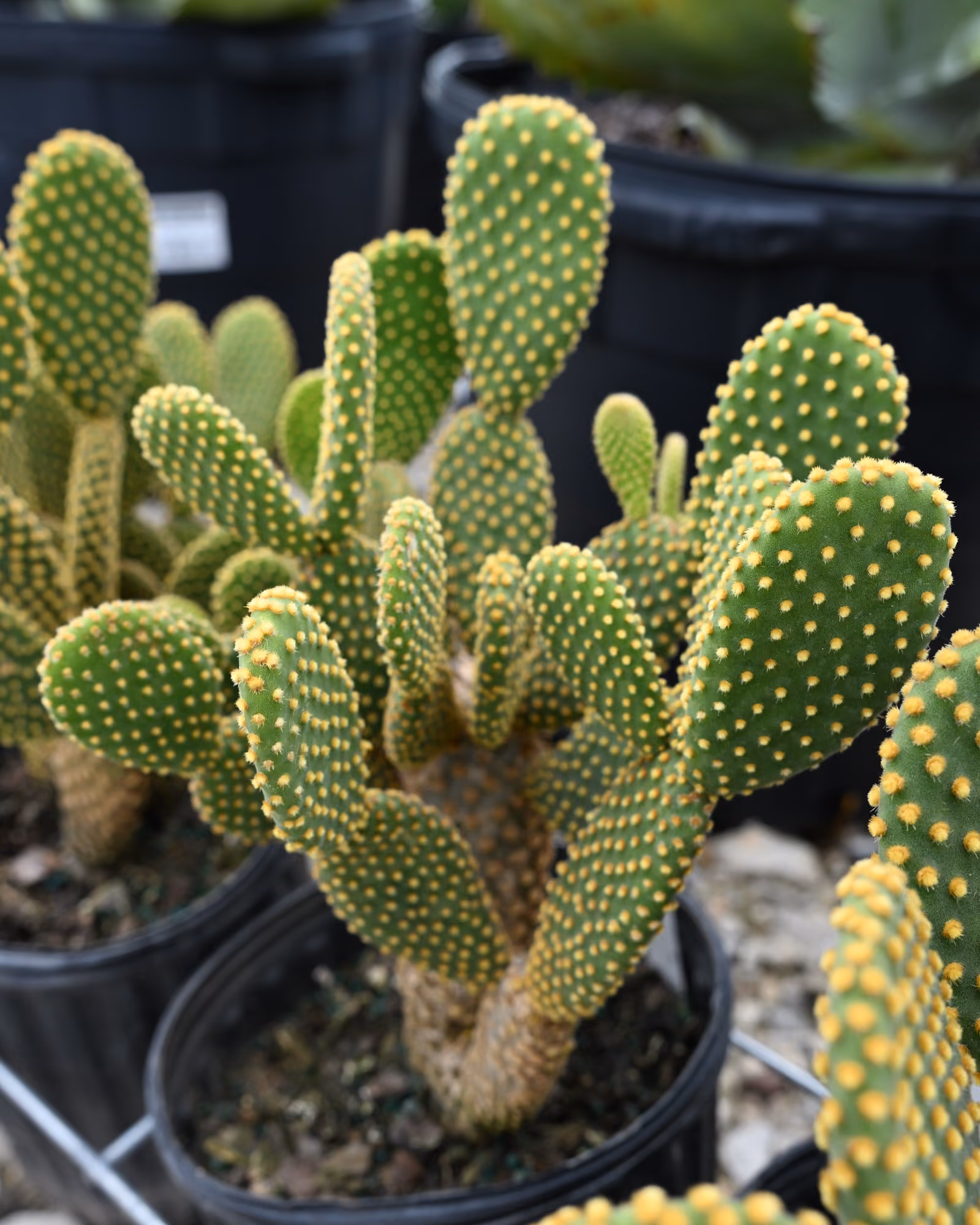 Bunny Ear Cactus