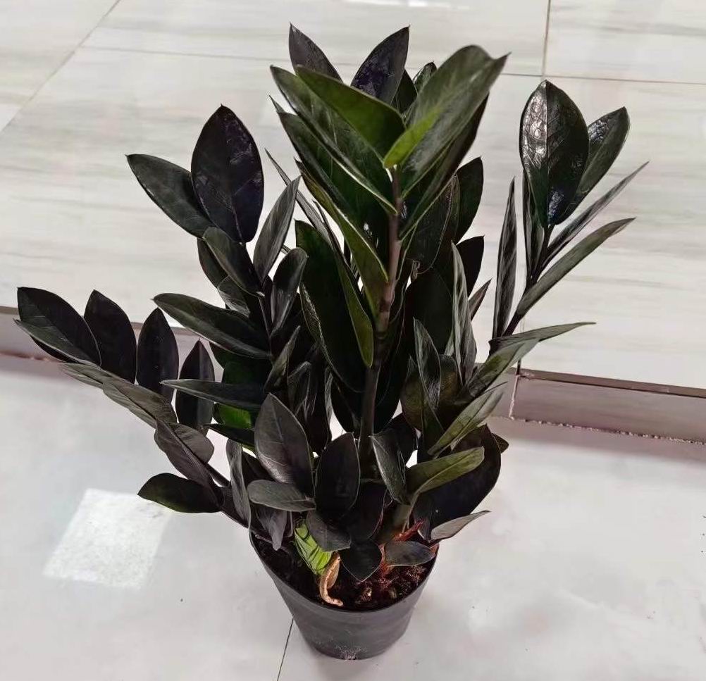 Zz Plant (Black)