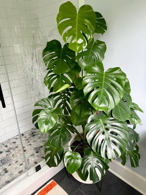 Monstera Deliciosa