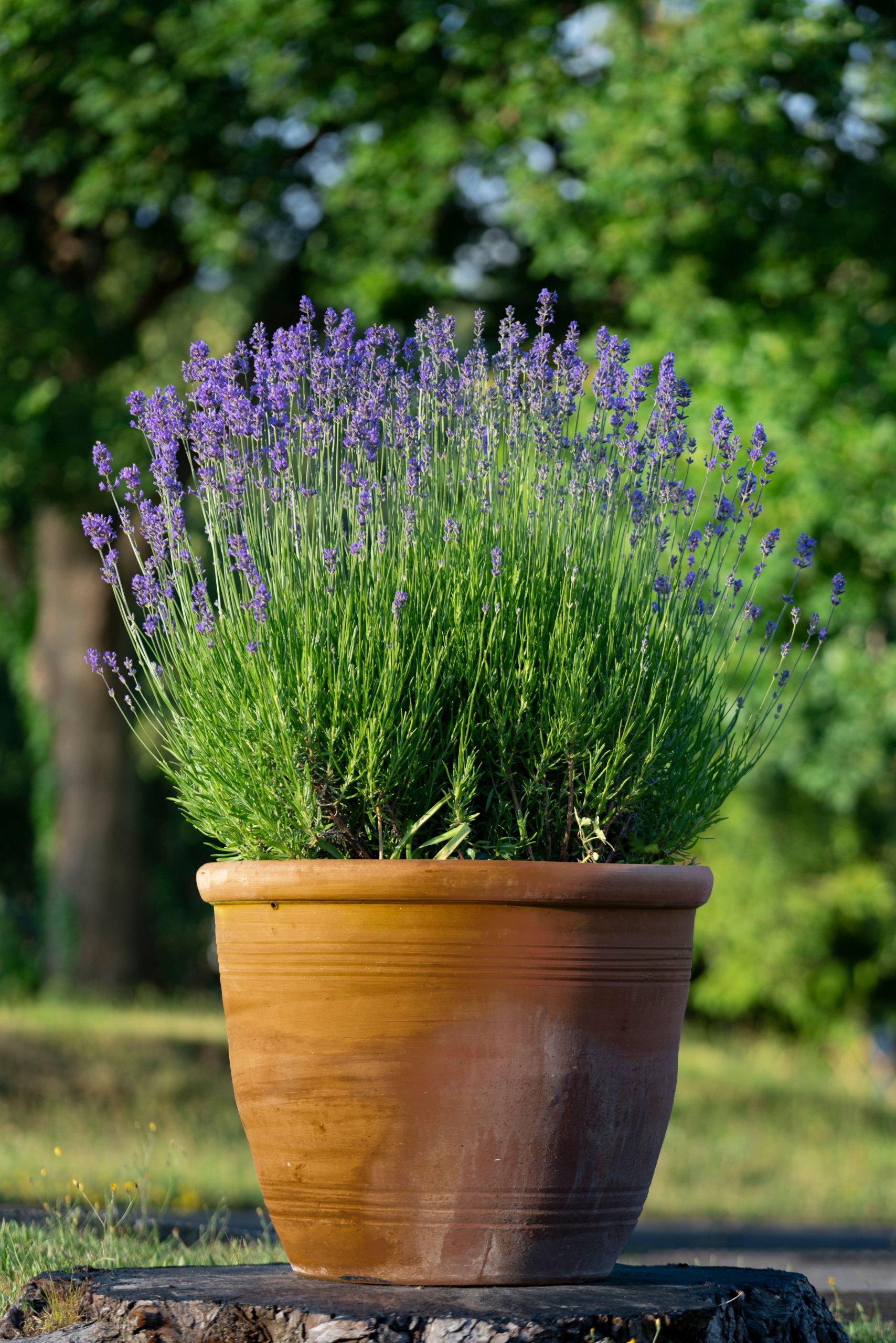 Lavender