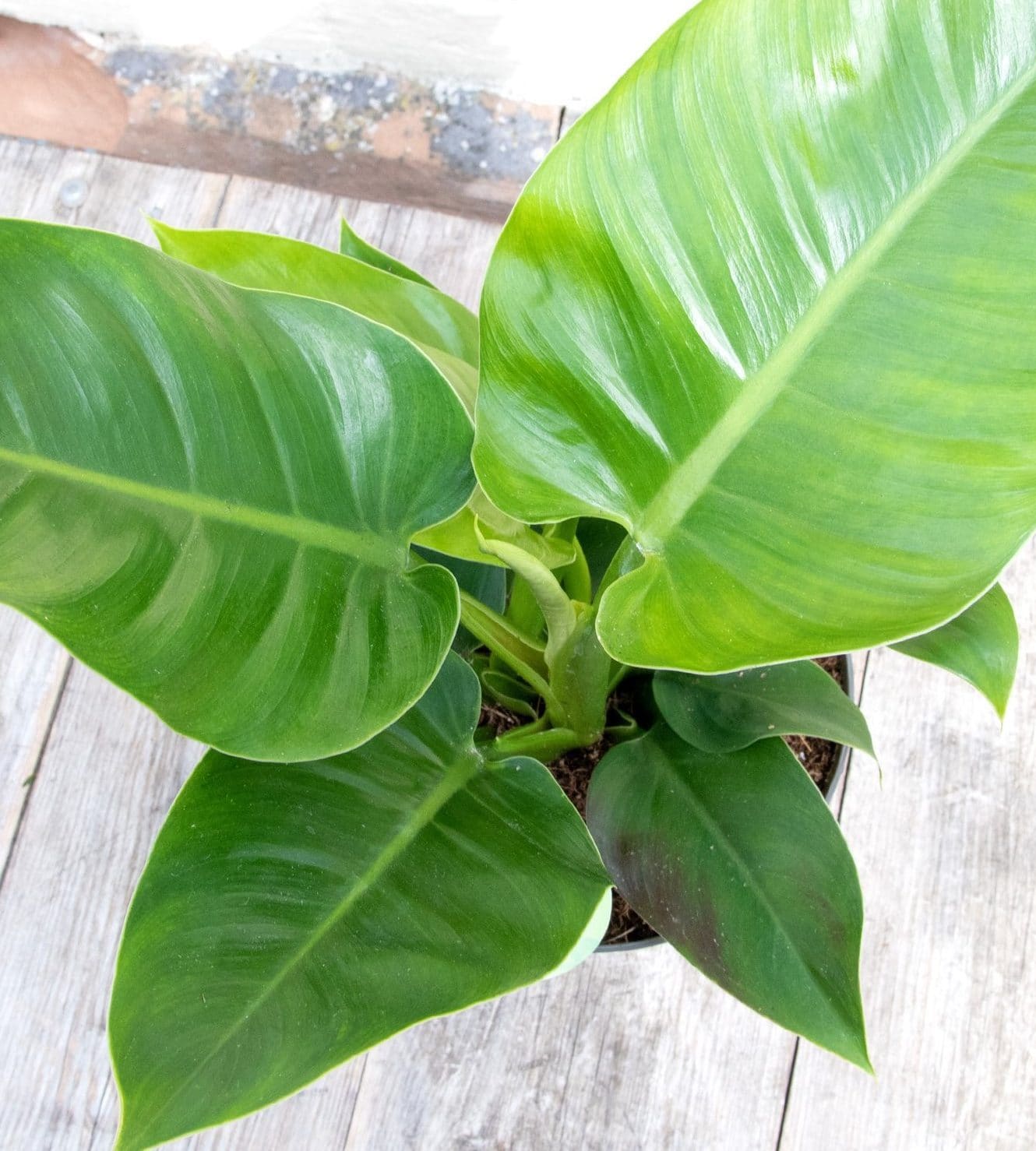 Philodendron 'Imperial Green'