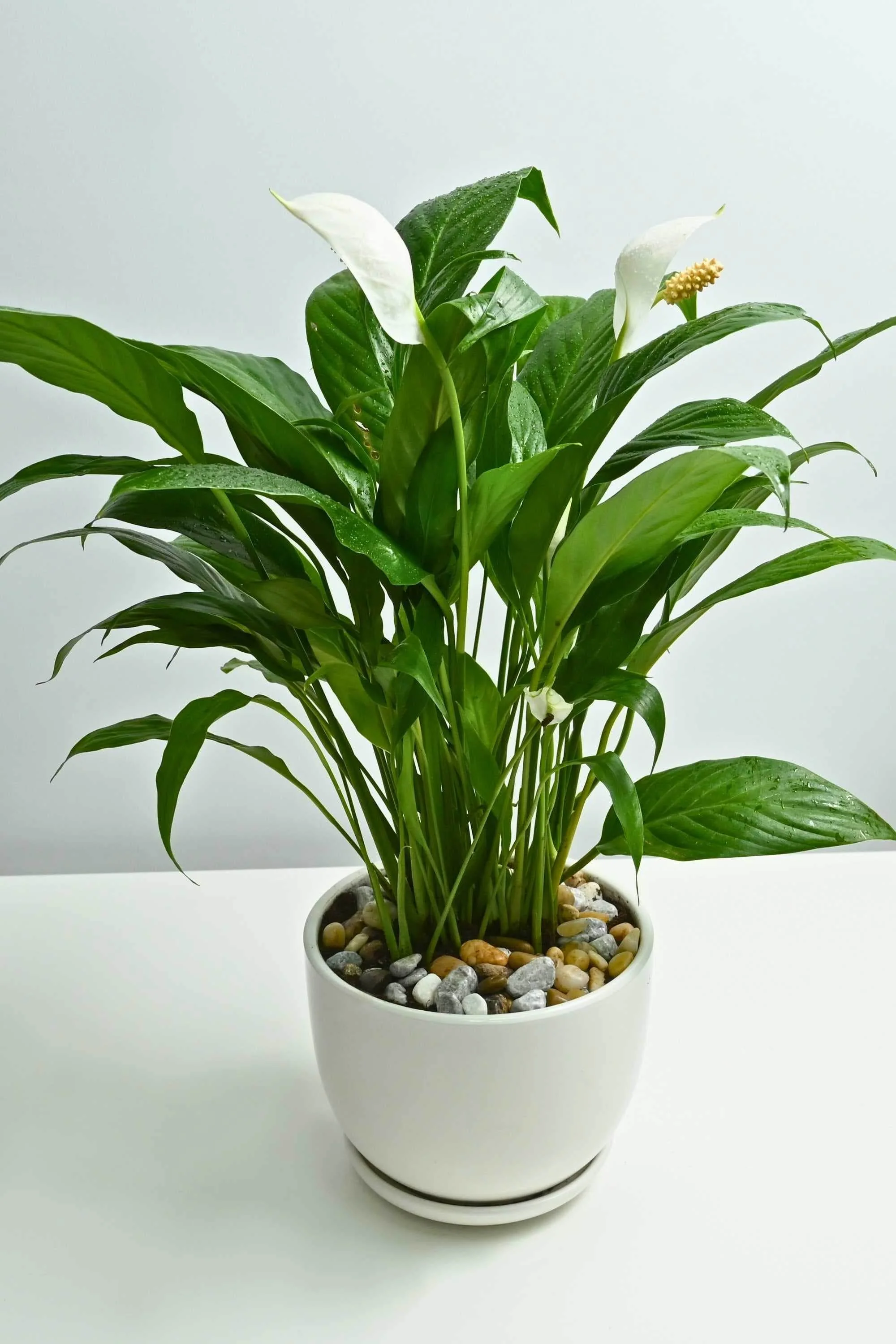 Peace Lily