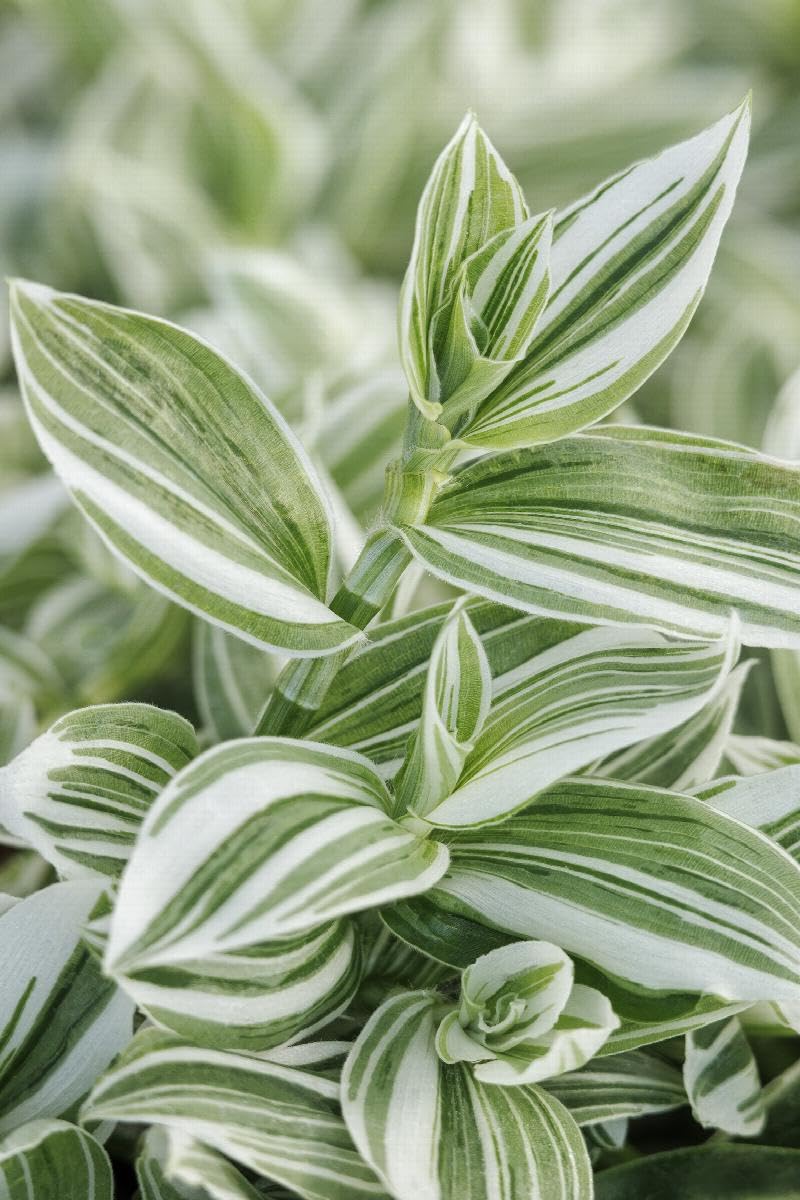 Tradescantia (Wandering Jew)