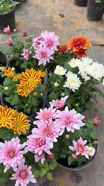 Decorative Godawari (Chrysanthemum)