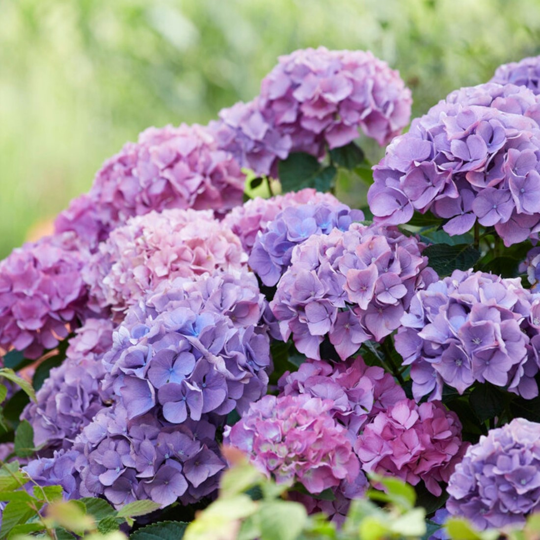 Hydrangea