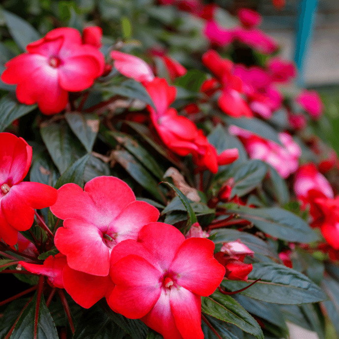 Impatiens