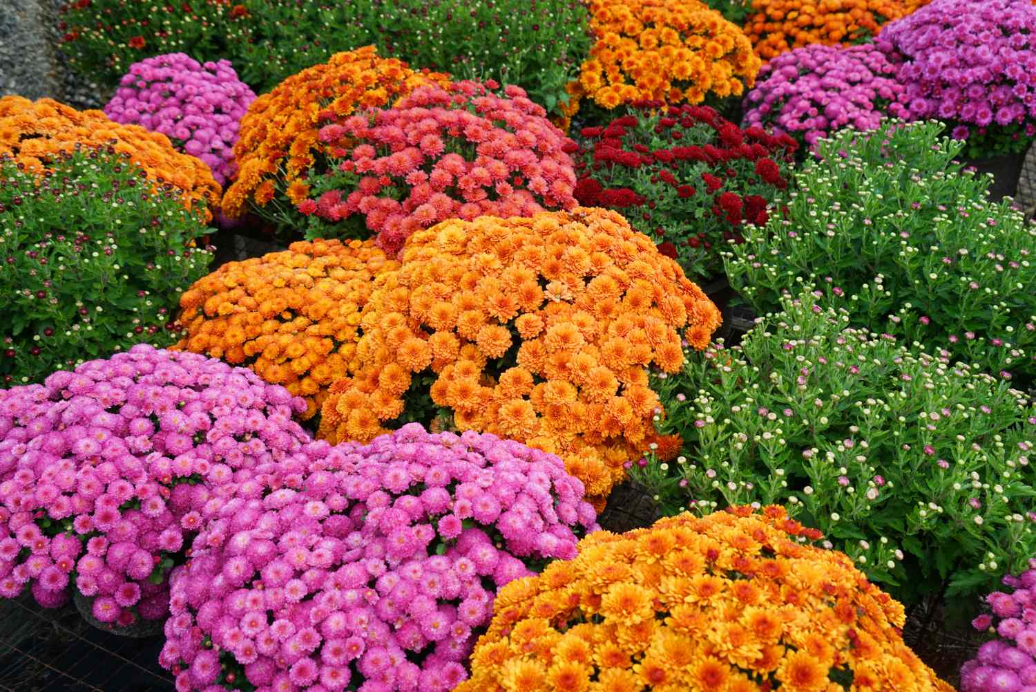 Miniature Godawari (Chrysanthemum)