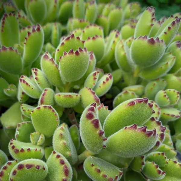 Bear’s Paw (Cotyledon tomentosa)