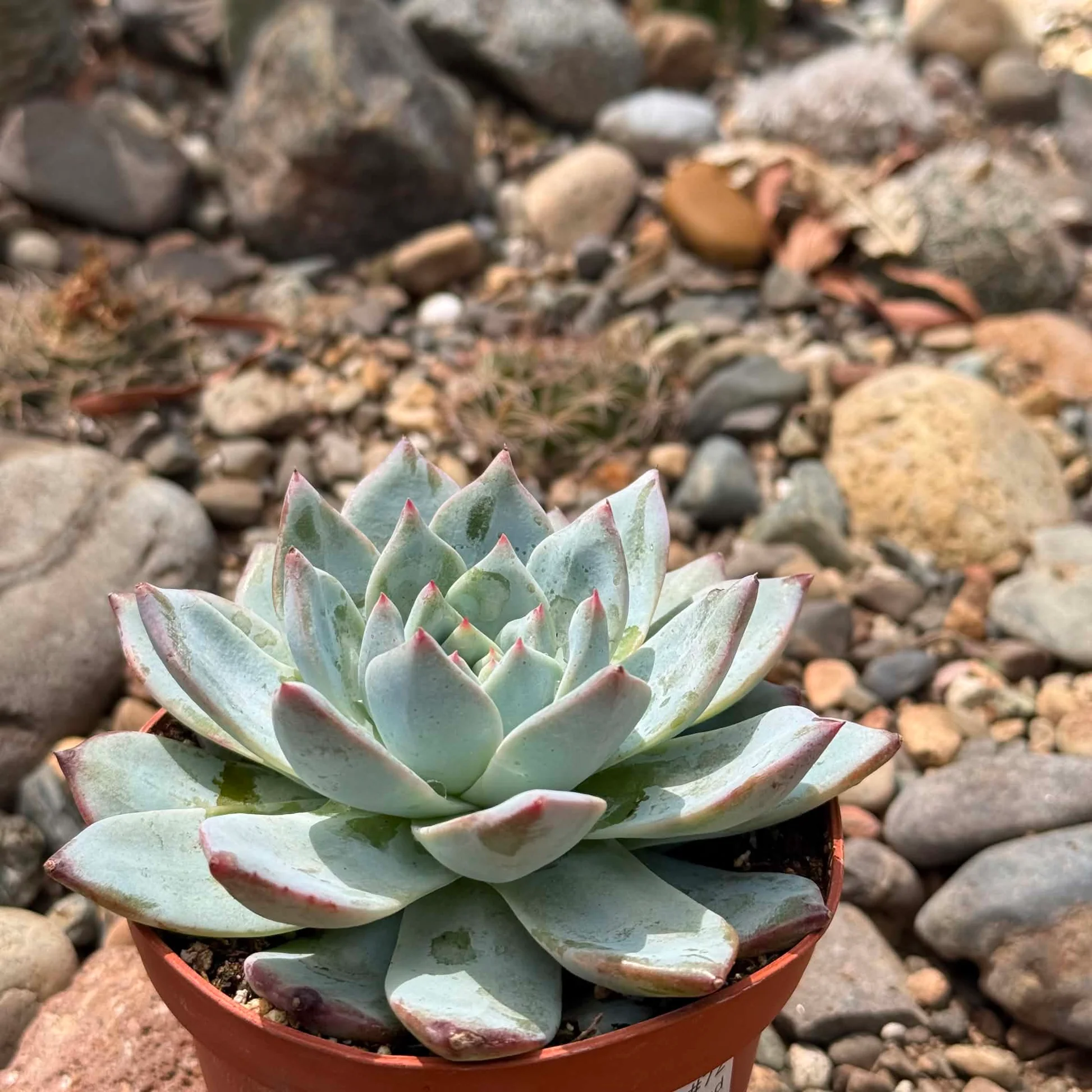 Echeveria