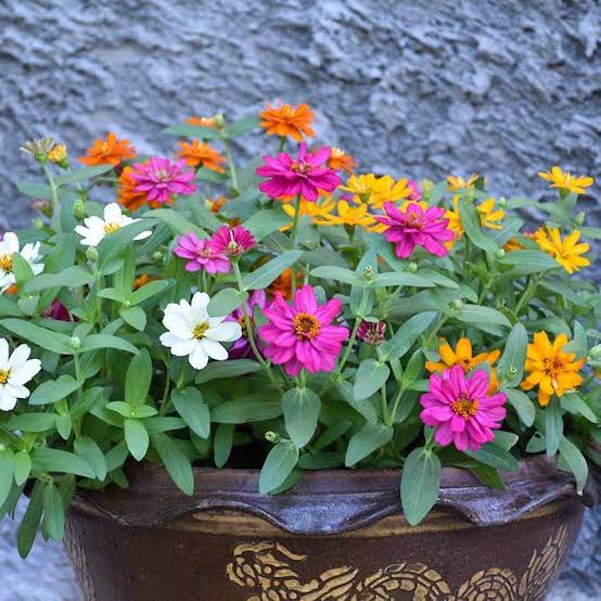 Zinnia