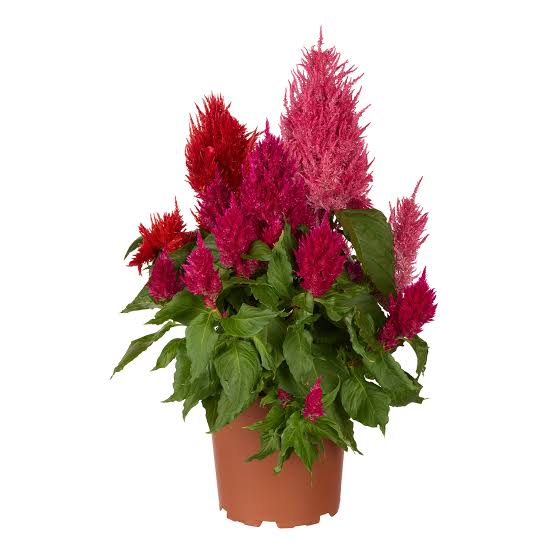 Celosia