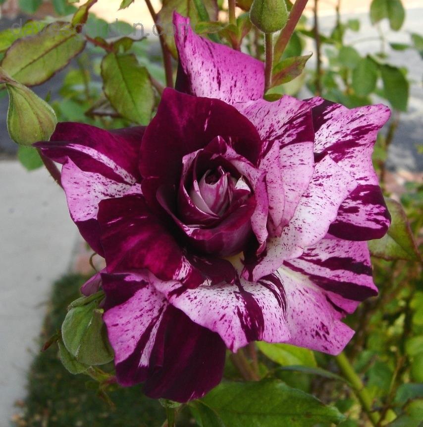Tiger Rose