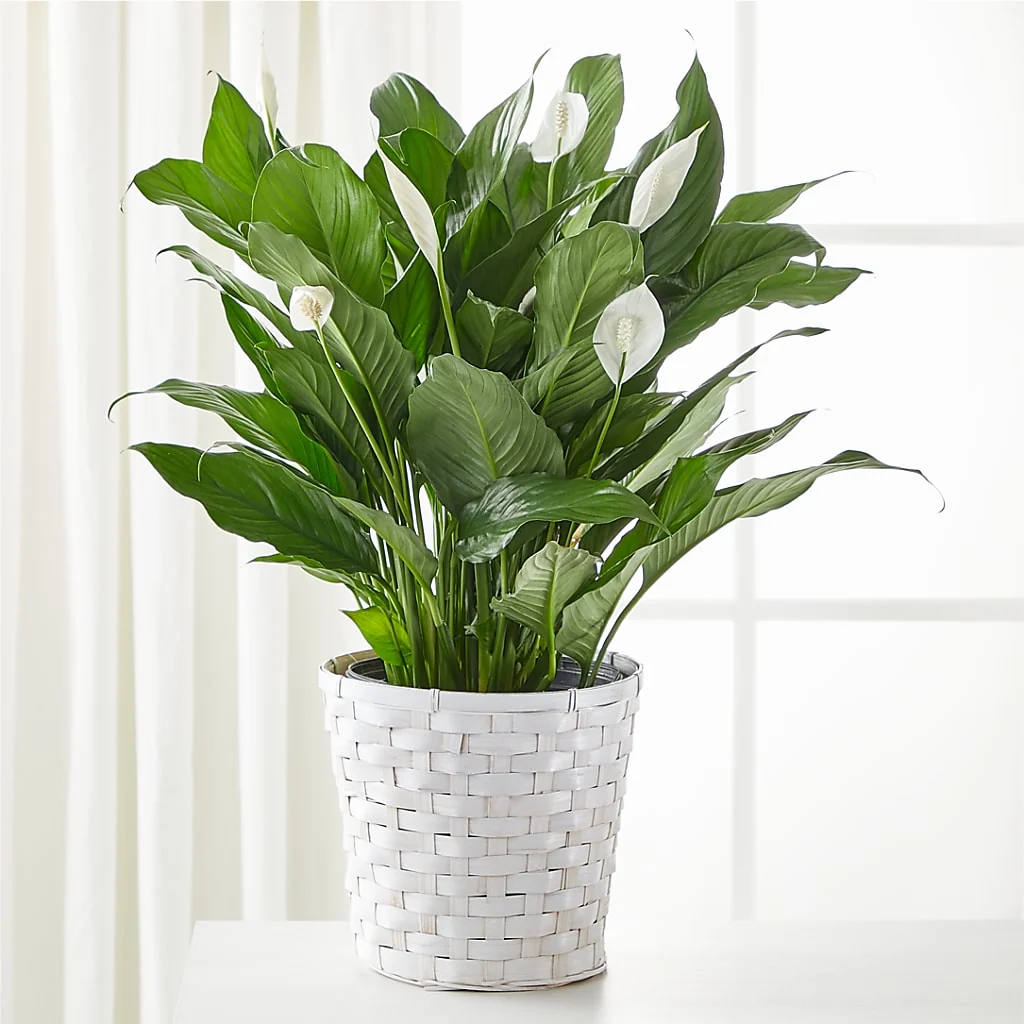 Peace Lily