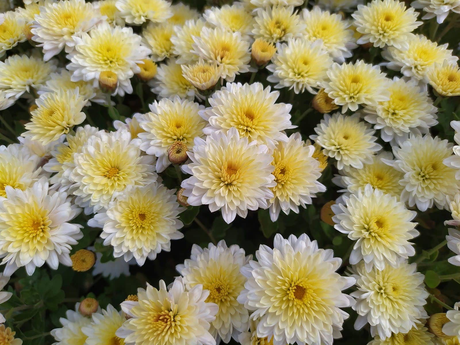Decorative Godawari (Chrysanthemum)