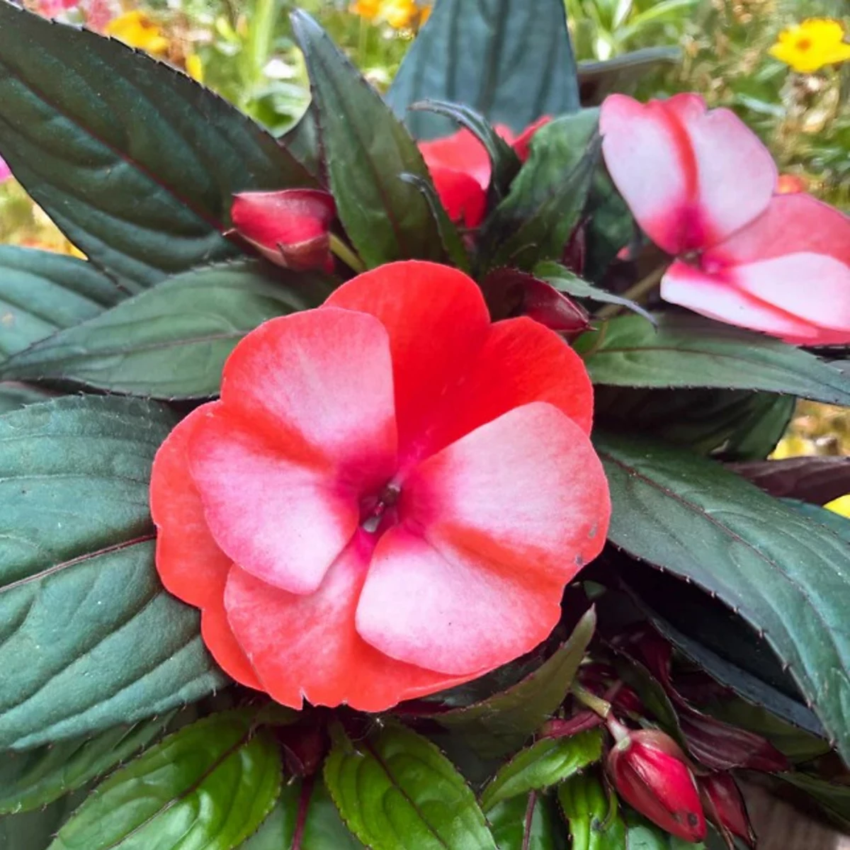 Impatiens