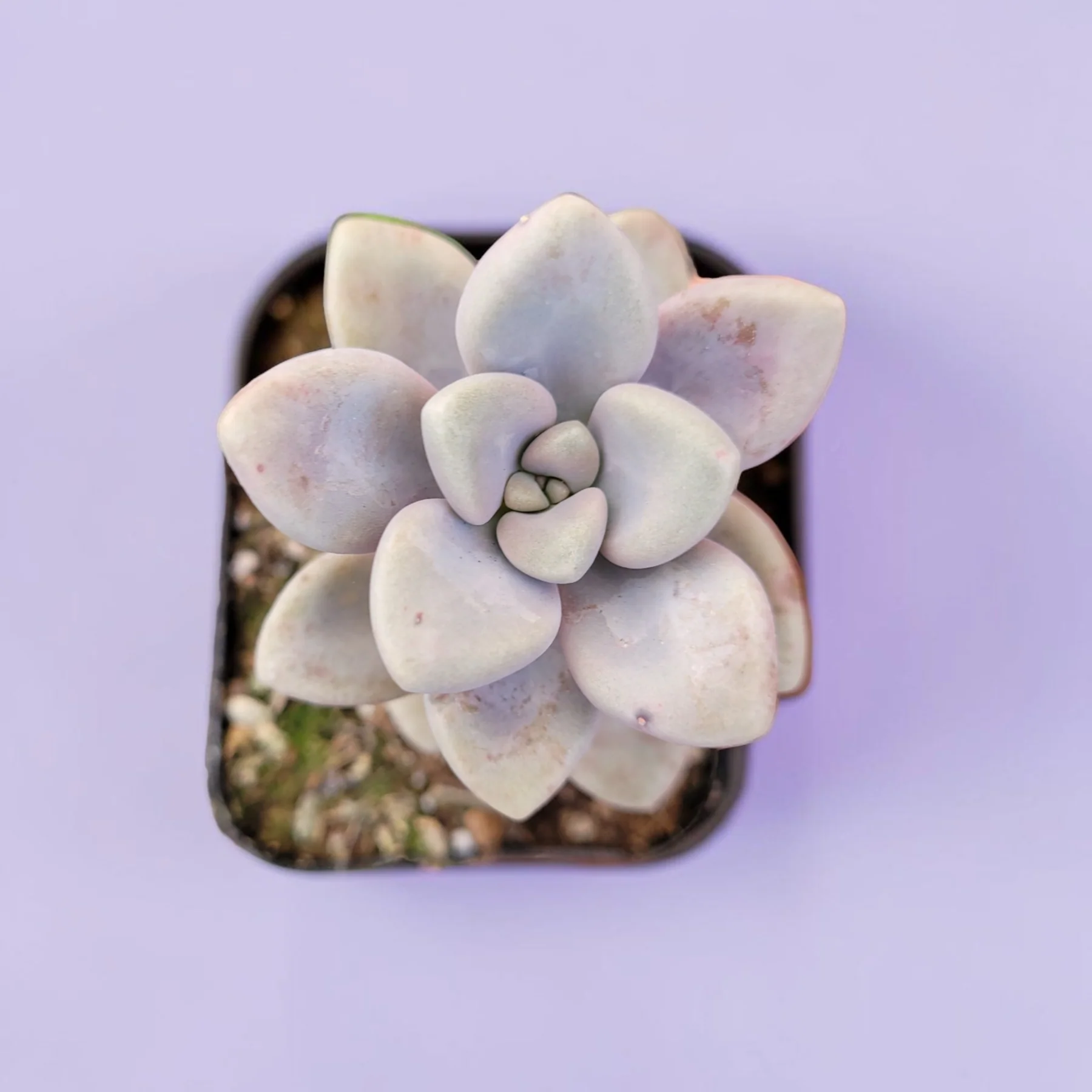 Graptopetalum