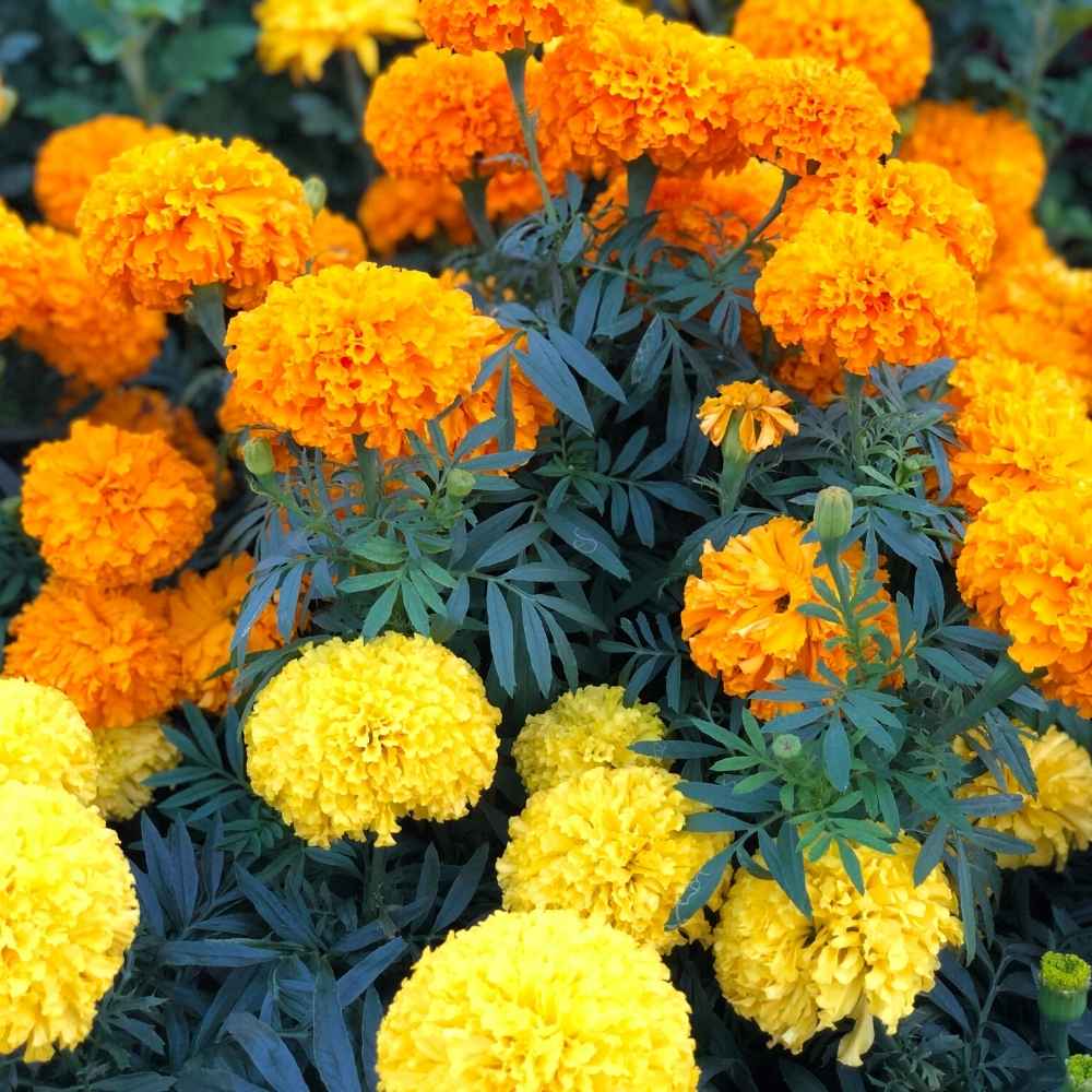 Sayapatri (Marigold)