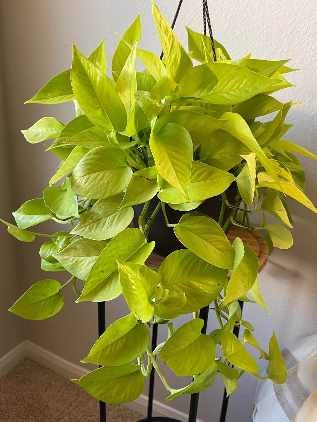 Money plant (neon)