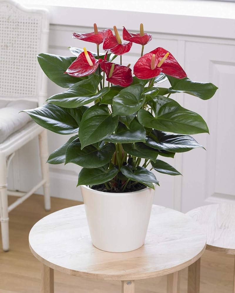 Anthurium