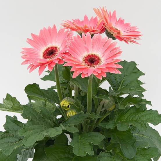 Gerbera