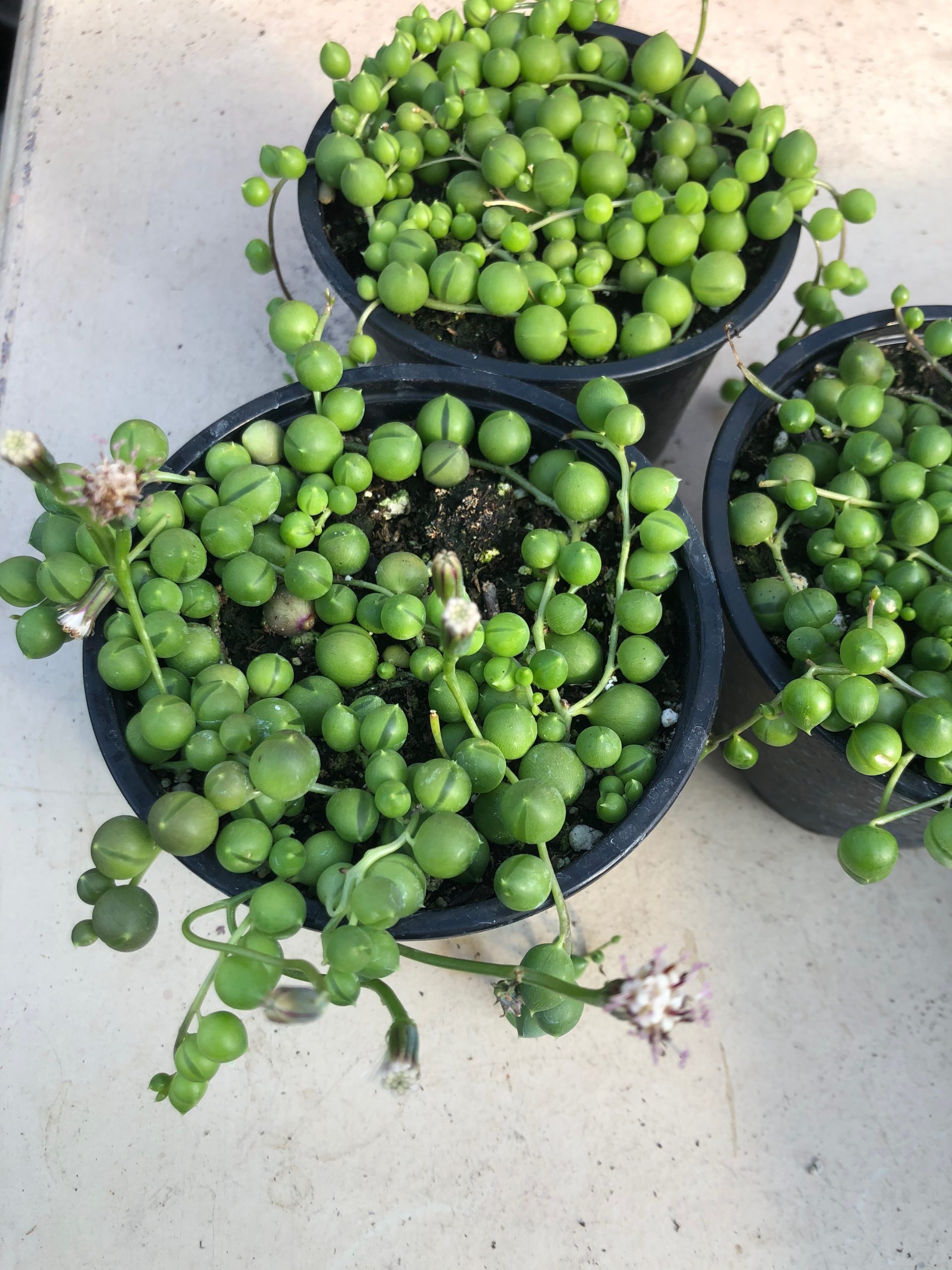 String of Pearls