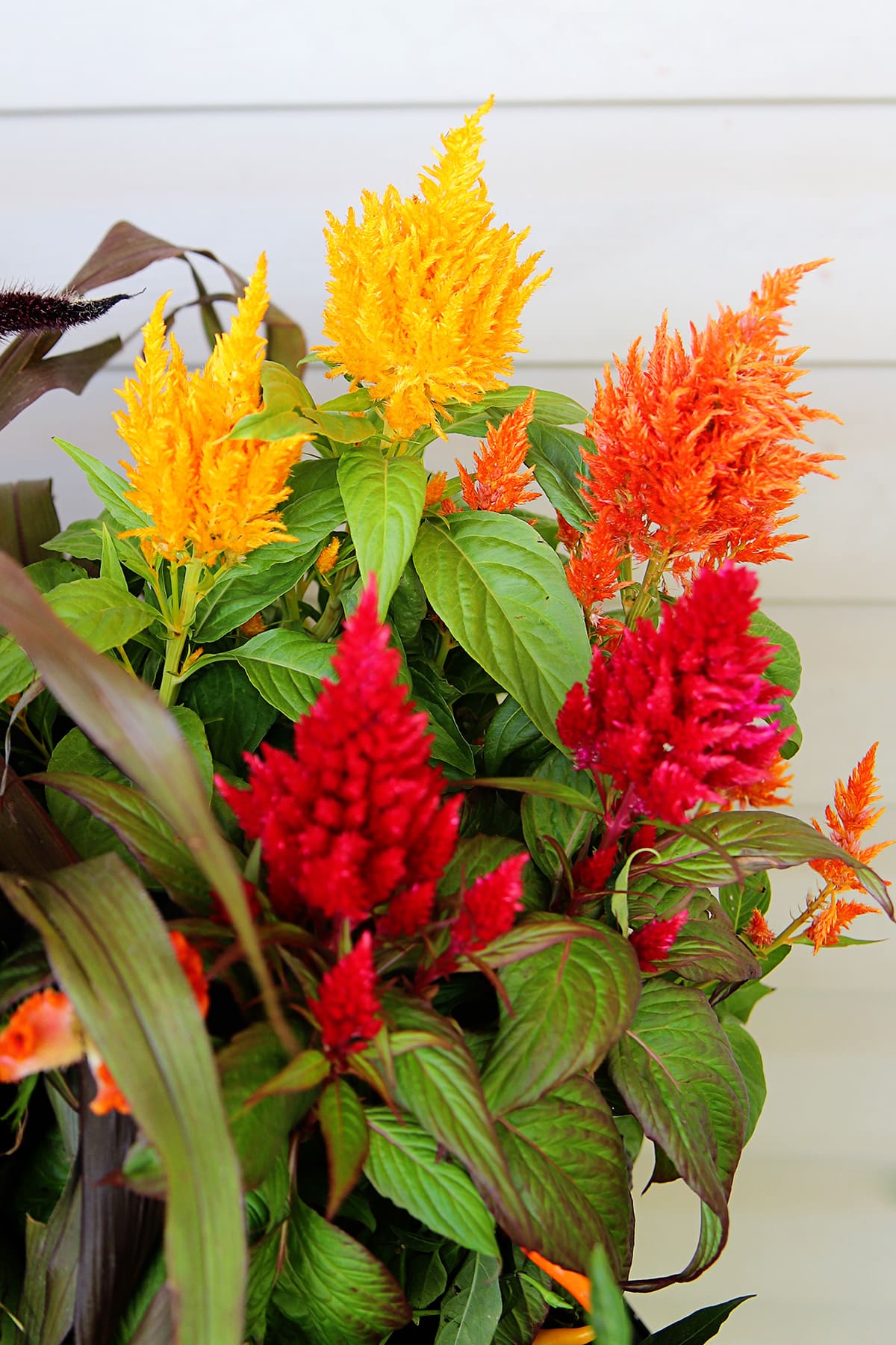 Celosia