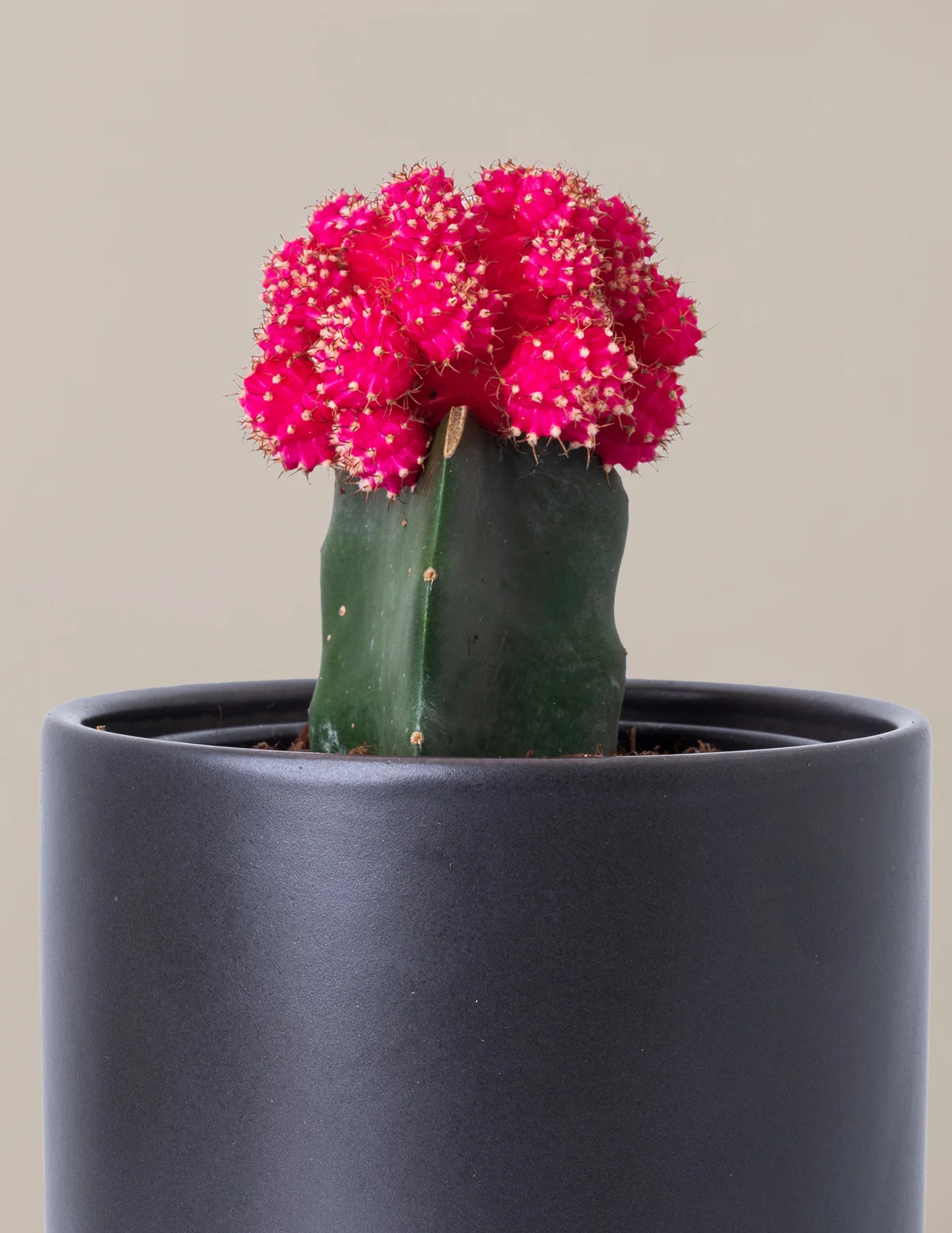 Moon Cactus