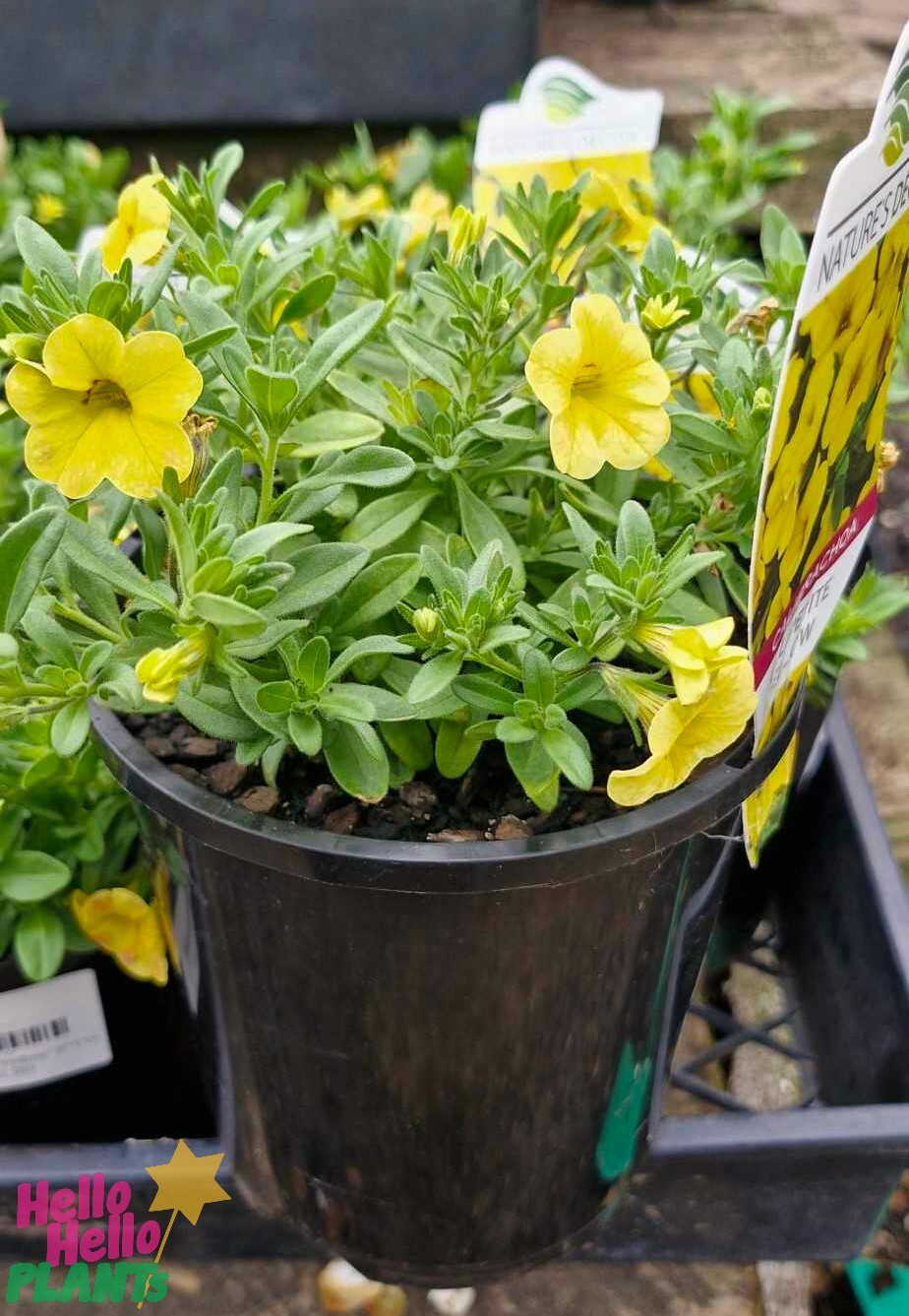 Calibrachoa