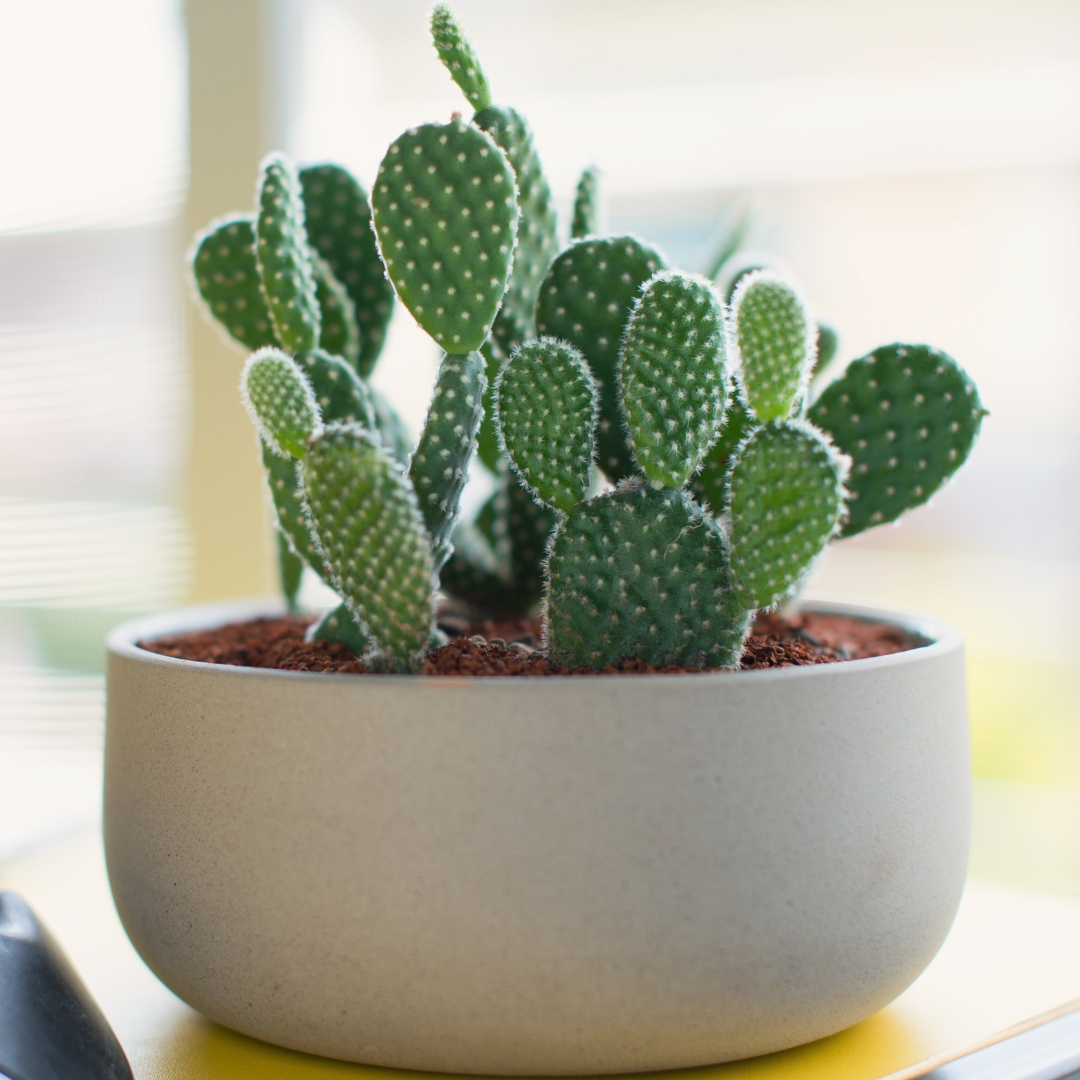 Bunny Ear Cactus