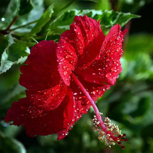 Hibiscus