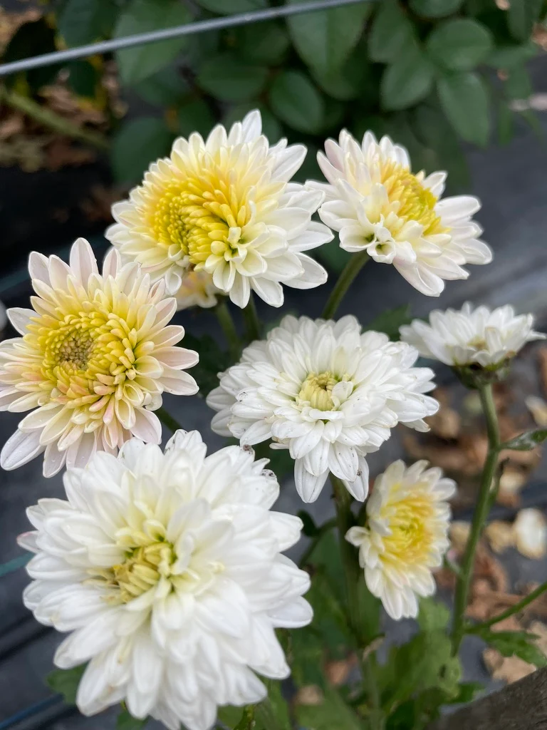 Decorative Godawari (Chrysanthemum)