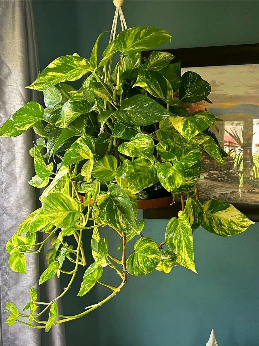 Money Plant (Pothos)