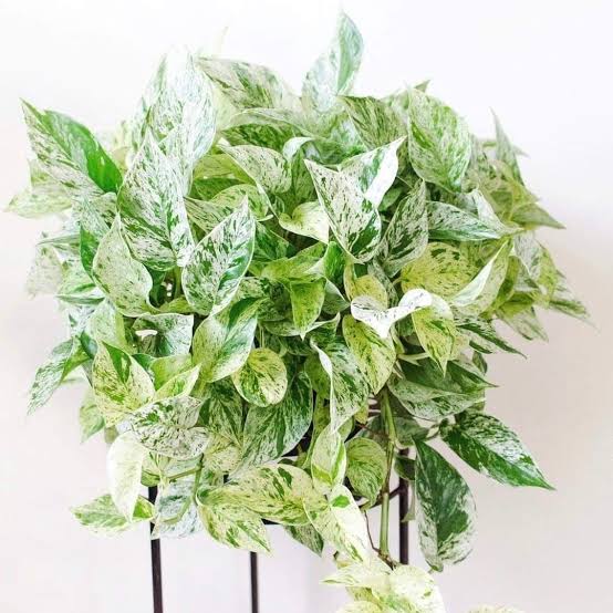 Money Plant (Marble)