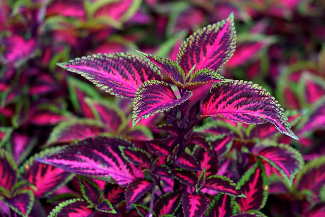 Coleus