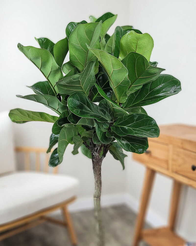 Fiddle Leaf Fig
