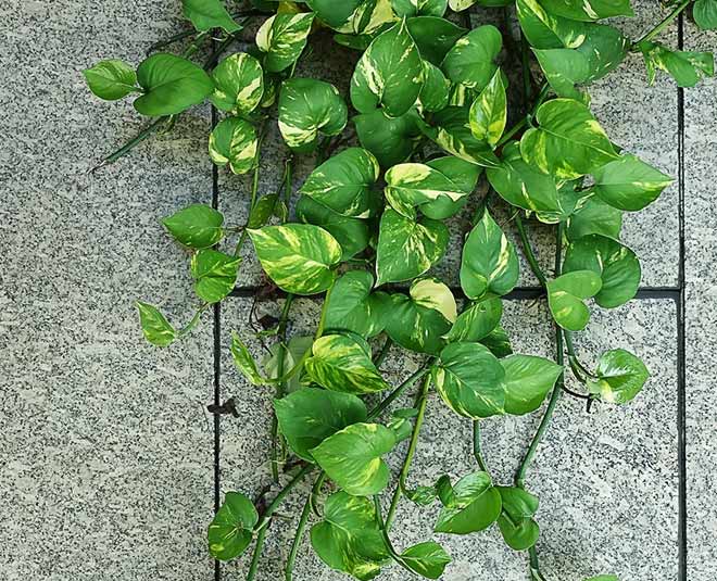 Money Plant (Pothos)