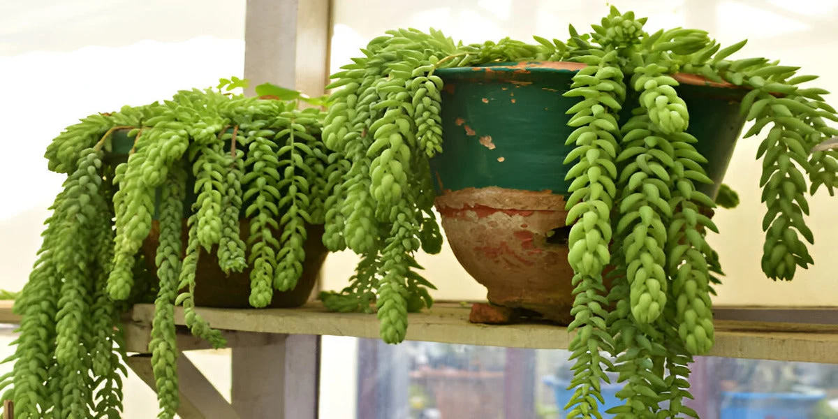 Donkey Tail
