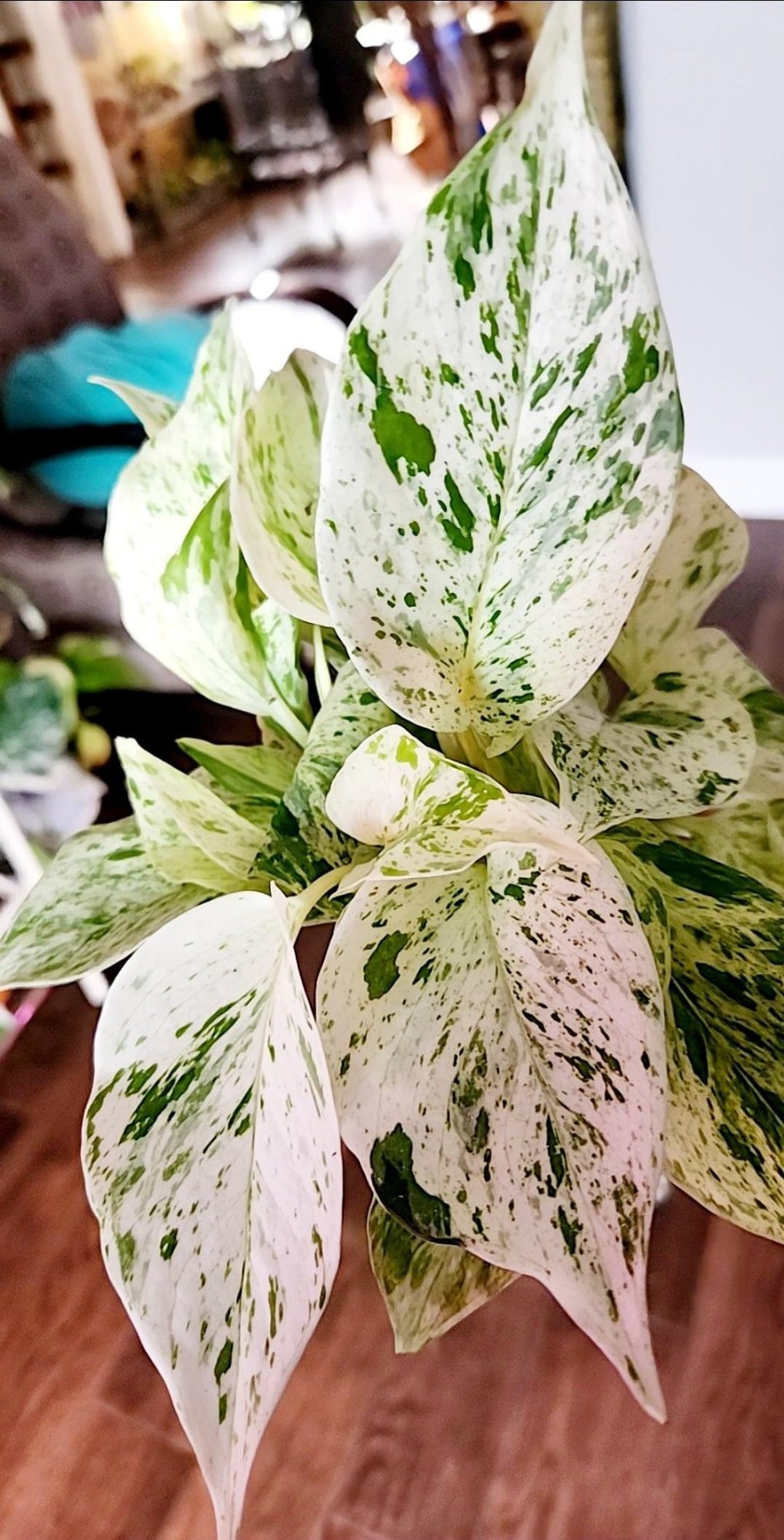 Money Plant (Marble)