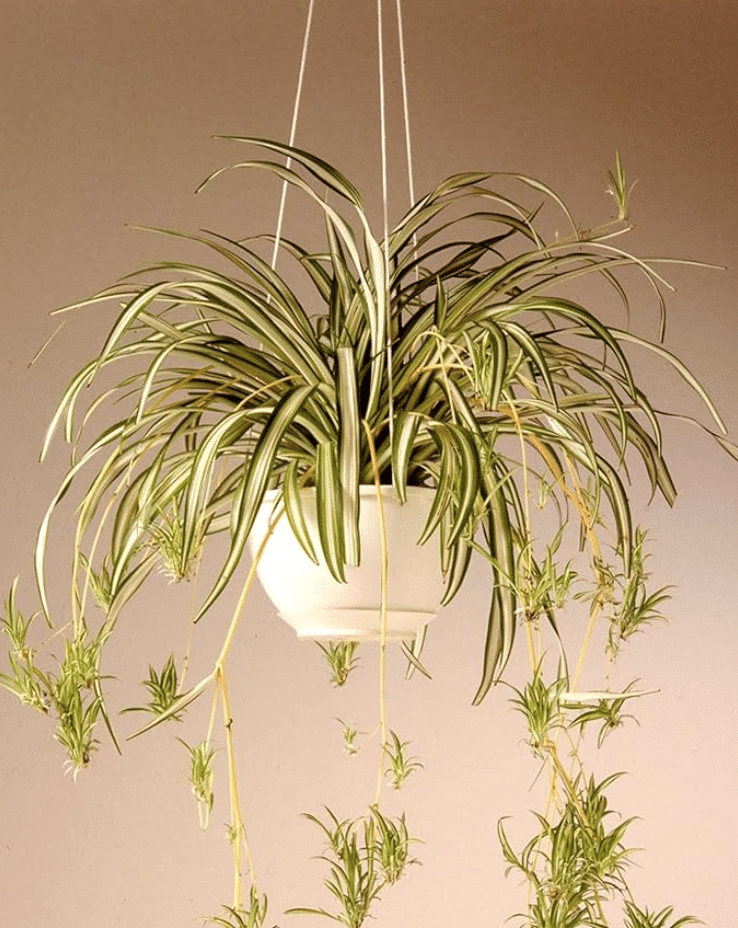Spider Plant