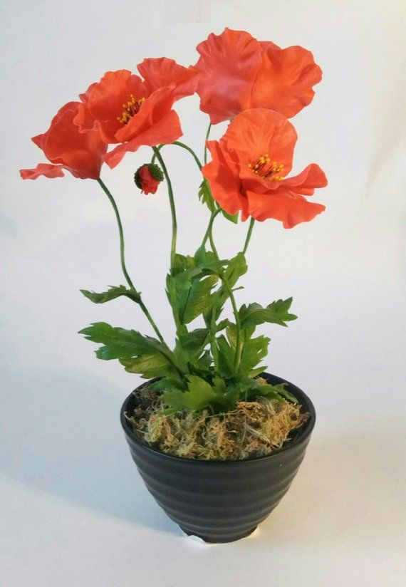 Poppy