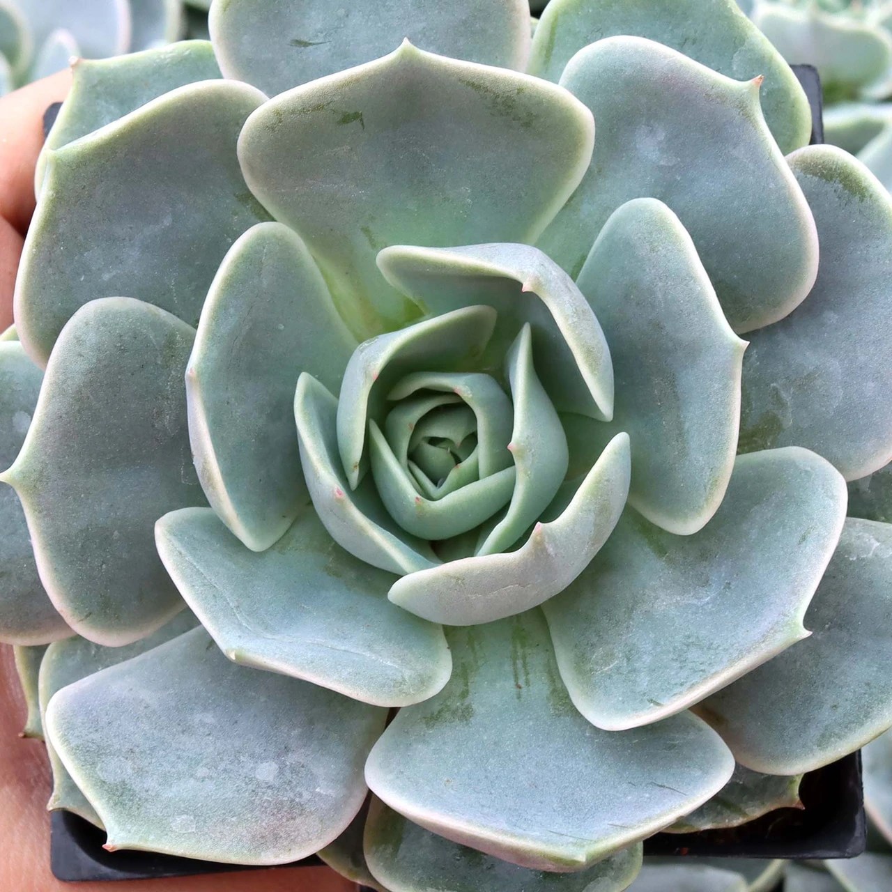 Echeveria