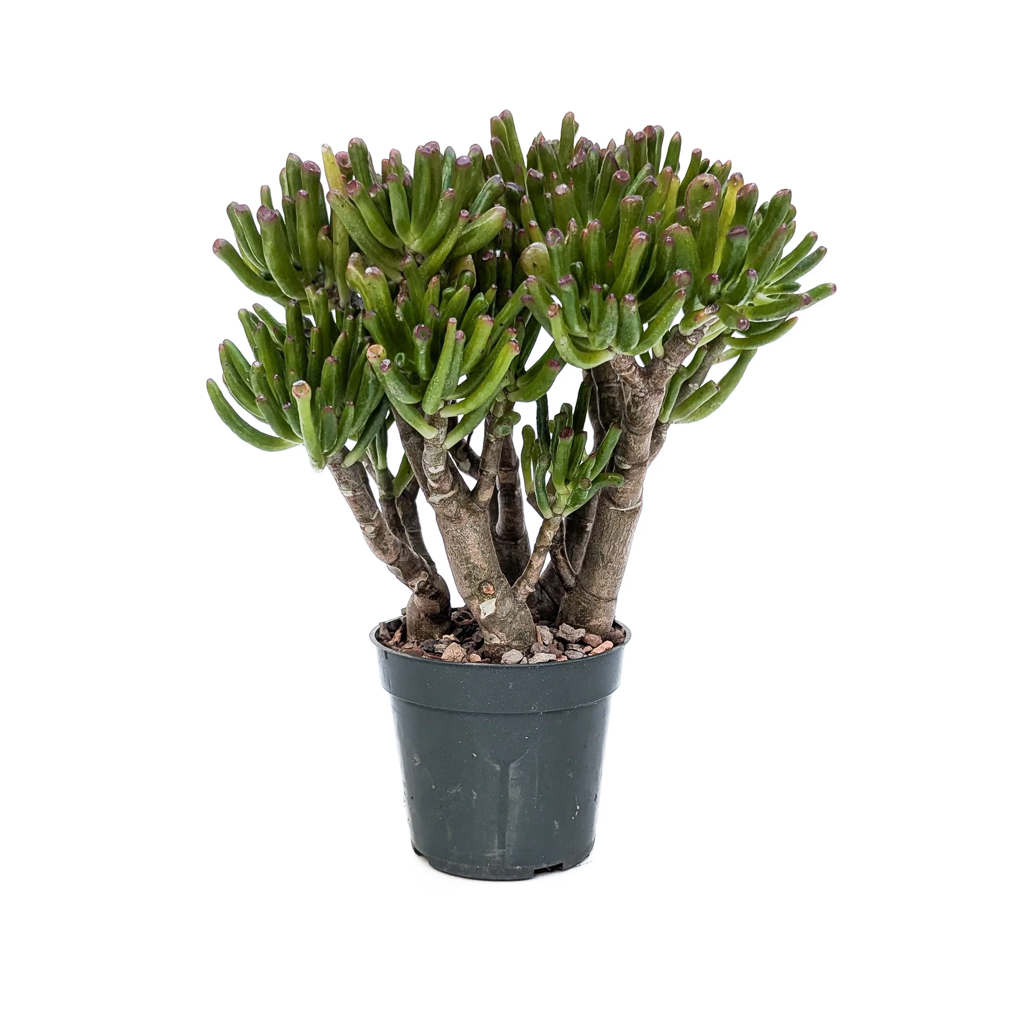 Gollum Jade