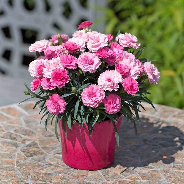 Carnation