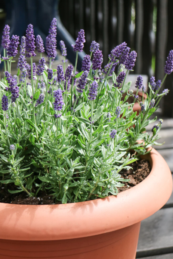 Lavender