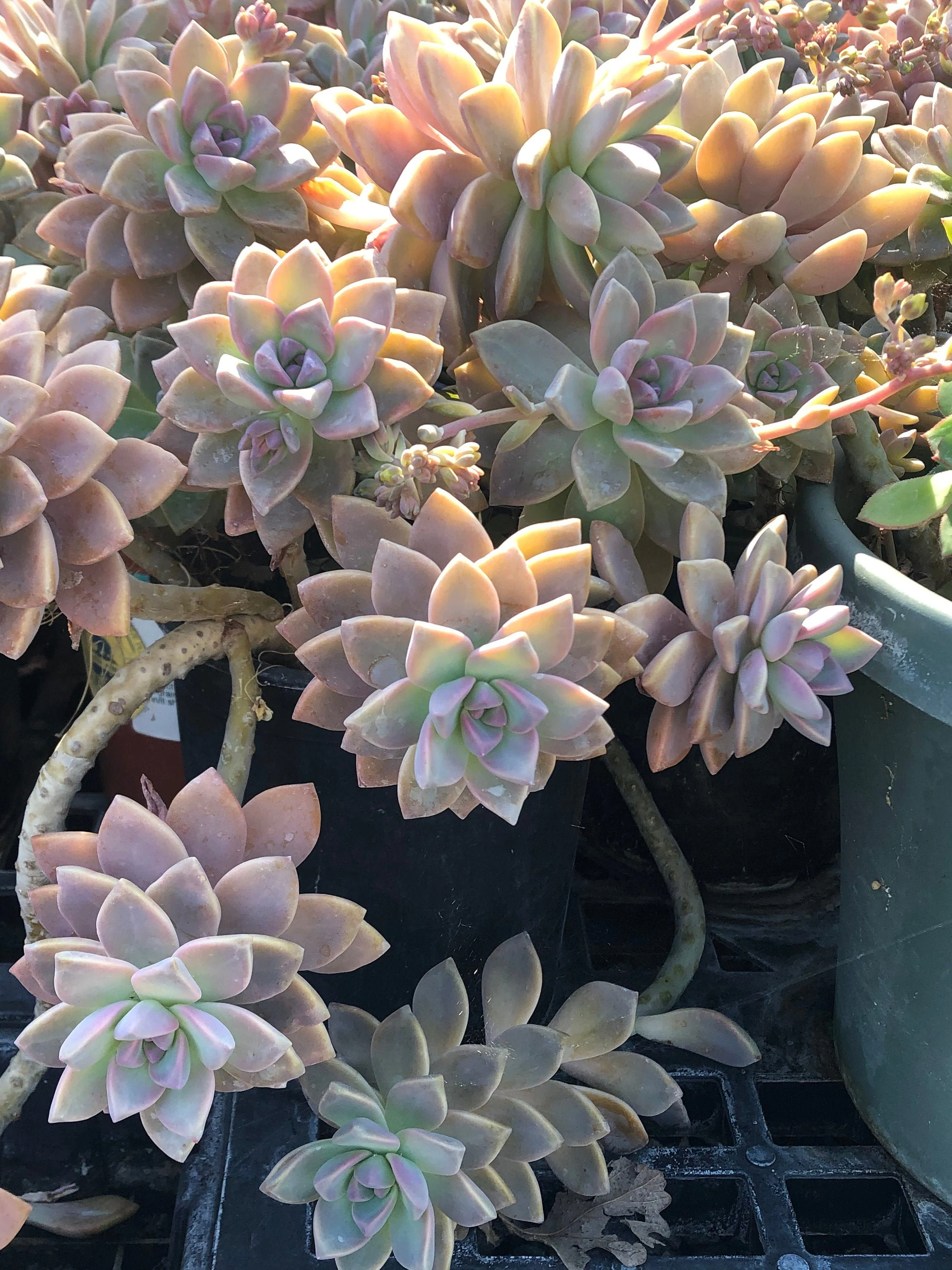 Graptopetalum