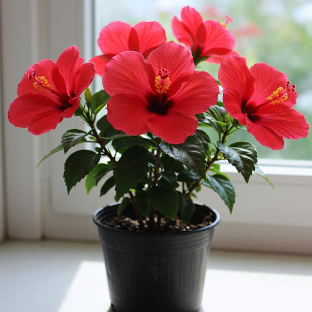 Hibiscus