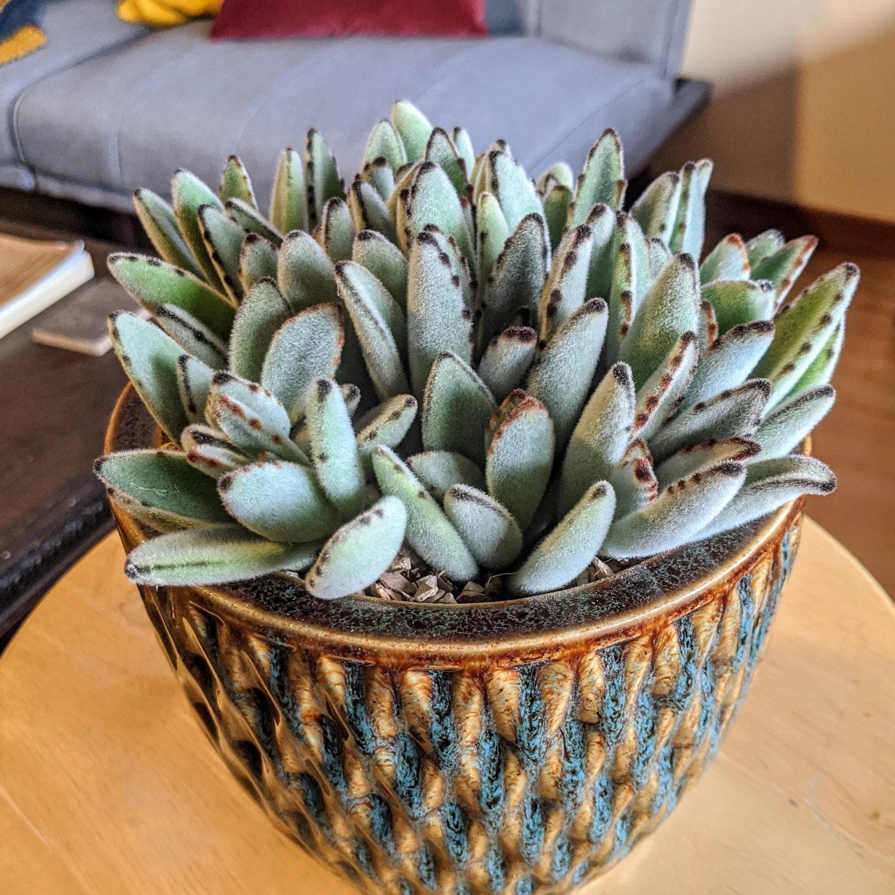 Panda Plant (Kalanchoe tomentosa)
