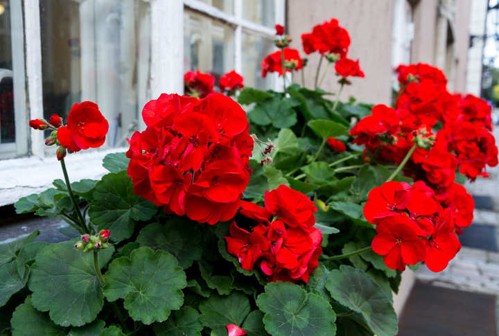 Geranium
