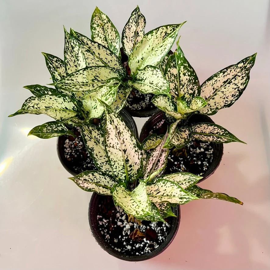 Aglaonema 'Snow White'