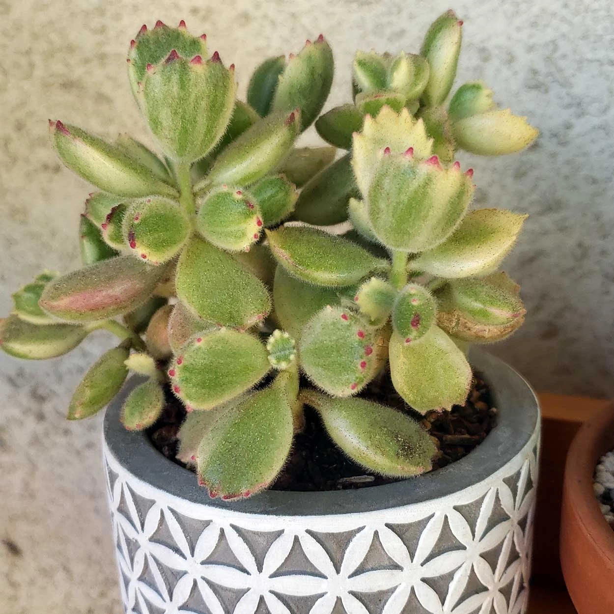 Bear’s Paw (Cotyledon tomentosa)